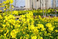 邂逅金色花海！随手拍出春日氛围大片