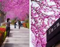 西咸新区秦汉新城迎来最美紫荆花季