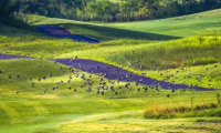 刷屏级美景！这里成为鸟儿的快乐家园
