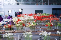 科技日报刊发报道《新春走基层·智绘新图景丨智能温室里的“花漾”春节——探访陕西最大鲜切花生产基地》