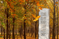 汉景帝阳陵博物院2025年“金秋踏古·银杏季”系列活动启幕