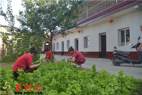 窑洞宾馆门前蔬菜