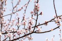 西咸新区万亩花海秘境进入盛花期