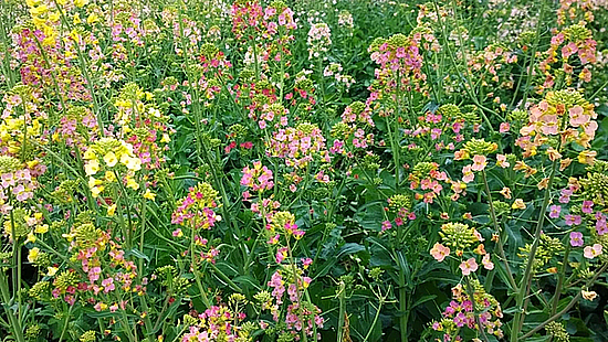 20201224_095231_041.jpg 20201224_095231_041.jpg