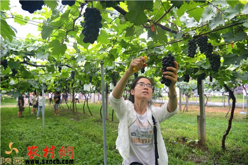游客魏女士正在采摘葡萄
