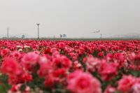 西咸新区空港新城云间花境600亩花海刷屏全网