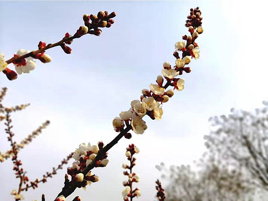 微信图片_20190329160345.jpg