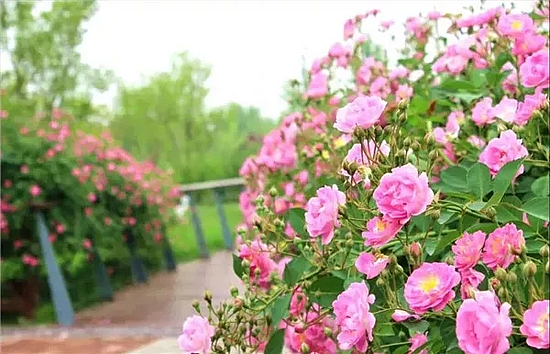 123.webp.jpg