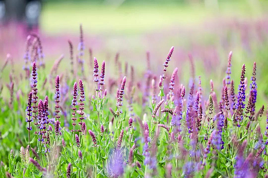 微信图片_20190626102133.jpg 微信图片_20190626102133.jpg