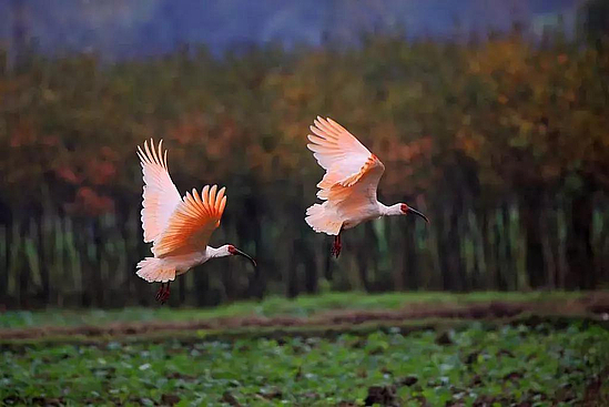 微信图片_20190409175453.jpg 微信图片_20190409175453.jpg