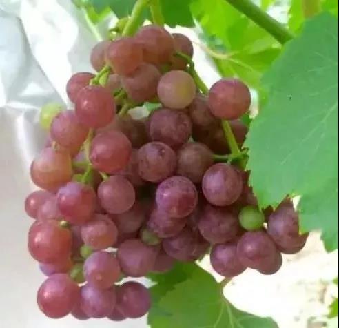 微信图片_20191219101747.jpg 微信图片_20191219101747.jpg