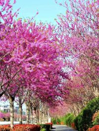 西咸新区秦汉新城迎来最美紫荆花季